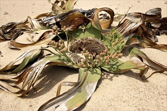 Welwitschia Plant Welwitschia mirabellis female Namib Desert Namibia