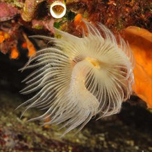White lime tube worm with extended tentacle crown