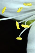 Flower pistil of a white amaryllis