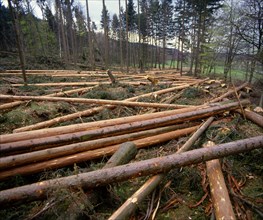 Forest damage caused by storm near Neumuehle