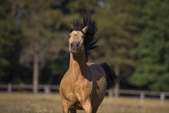 Pura Raza Espanola stallion dun at an exuberant gallop with blowing mane on the summer pasture