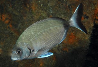 Close-up of annular seabream