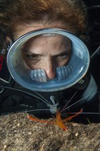 Diver wearing round diving mask looks up close at Mediterranean scissor shrimp shows threatening gesture defensive behaviour