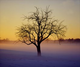 Bald tree in winter landscape