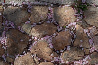 Cherry blossoms between cobblestones