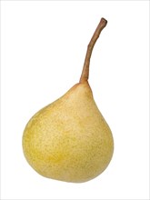 Pear variety Kirchensaler Mostbirne