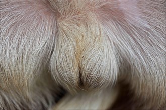 Blond hairy scrotum from young dog