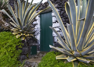 Stone facade with green house door and agave