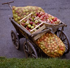 Apple Harvest in Autumn Handcart