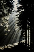 Sunbeams in the fir forest
