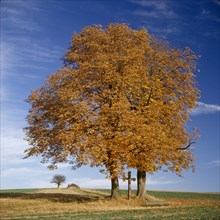 Chestnut tree in autumn