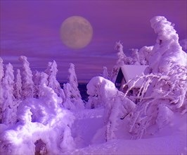 Winter Landscape with Snowy Trees Full Moon