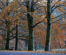 Beech trees in autumn colour