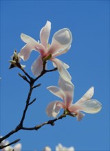 Tulip Magnolia Magnolia x soulangia