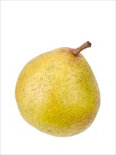 Pear variety Lemon pear