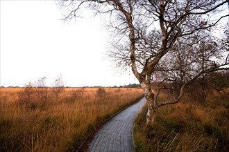 Wooden hiking trail in the moor