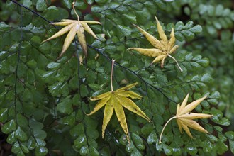 Leaves of smooth japanese maple