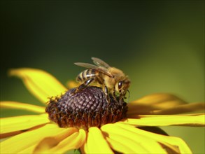 Honeybee on coneflower blossom