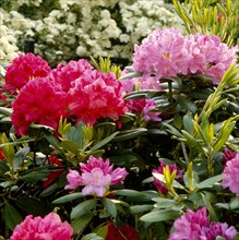 Rhododendron