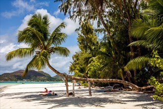 Dream beach with palm tree