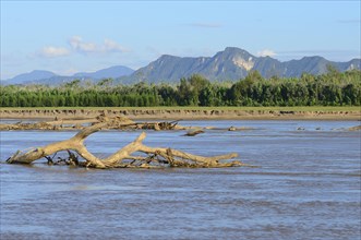 Driftwood in the Rio Alto Beni