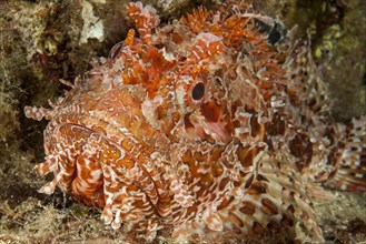 Close-up of head of red scorpionfish