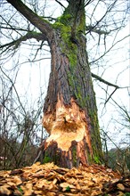 Beaver damage or gnaw marks on a tree in a small forest near a watercourse