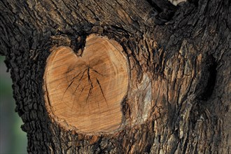 Sawed off branch of olive tree in heart shape