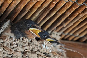 Two swallows sit fledged in the nest