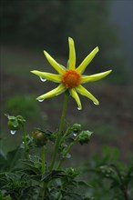Head of the flower Dahlia Honka after rain