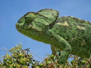 Close-up of the head of a green Mediterranean chameleon