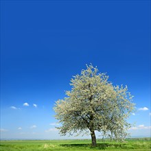 Green fields in spring