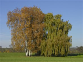 Birch and willow