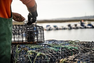 Fisherman puts crab inside octopus traps in Alvor