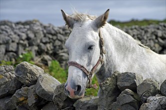 Horse looking curiously at the camera over a stone wall
