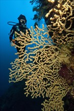 Diver looking at coral fan of False Black gold coral
