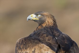 Golden Eagle