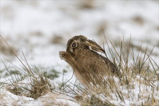 European Hare