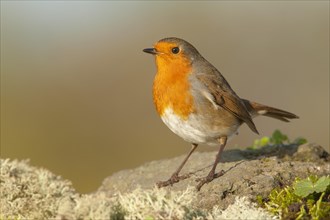 European Robin