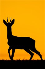 Western Roe Deer