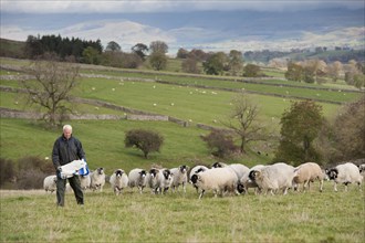 Shepherd with his flock of sheep on upland pasture above the Eden Valley