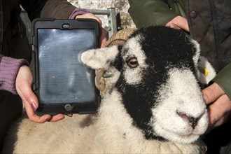 Swaledale sheep and iPad showing all its information recorded in an electronic idendification tag