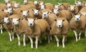 Flock of texel sheep on fresh pasture