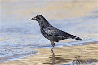 Adult Carrion Crow