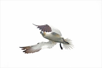 Adult Northern Gannet Merus bassanus in flight near the Bass Rock