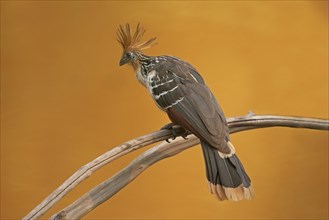 Hoatzin