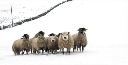 Flock of swaledale sheep in snow. North Yorkshire