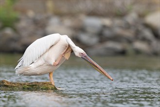 Great White Pelican