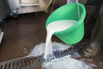 Farmer pouring bucket of milk down drain as it is worth nothing