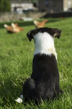 Border Collie pup sat watching free range hens in field